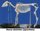   Mô hình hệ xương ngựa